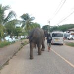 エレファントスイム / アオポー