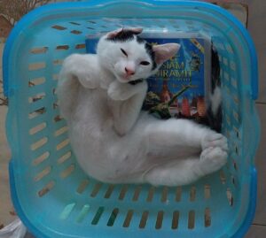 ワット コーシット ウィハーンの猫たち