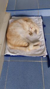 ワット コーシット ウィハーンの猫たち