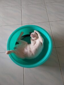 ワット コーシット ウィハーンの猫たち