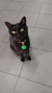 ワット コーシット ウィハーンの猫たち