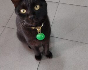 ワット コーシット ウィハーンの猫たち