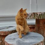 プーケット島・ワットシャロンで見かけた猫。