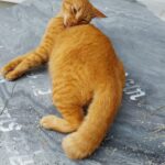 プーケット島・ワットシャロンで見かけた猫。