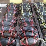 プーケット島・ChaoFa Road・ローカルマーケット最近の風景