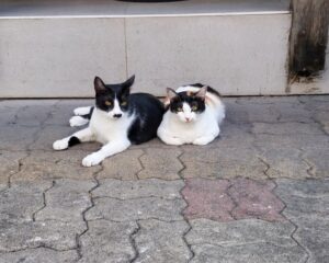 2月22日はねこの日ということで。