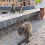 モンキーウォッチングポイント コシレイ (จุดชมลิง เกาะสิเหร่)