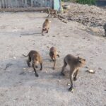 モンキーウォッチングポイント コシレイ (จุดชมลิง เกาะสิเหร่)