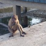 モンキーウォッチングポイント コシレイ (จุดชมลิง เกาะสิเหร่)