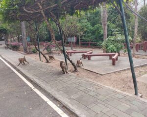 モンキーヒル