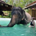 エレファントバス