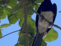 コーラル島ツアー (ロングビーチ / 別名 Kahung Beach)のプロモーション ～2025年10月31日まで