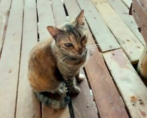 カイ・ナイ島に住んでいるねこに会いに行こう!!