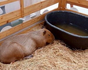 ZOO ZAR(小さな動物園) ～07月06日まで / ロビンソン ライフスタイル シャロン