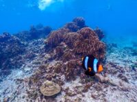 シミラン諸島ツアー