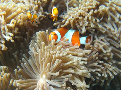 シミラン諸島ツアー