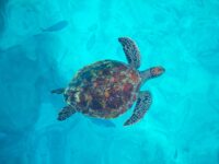 シミラン諸島ツアー