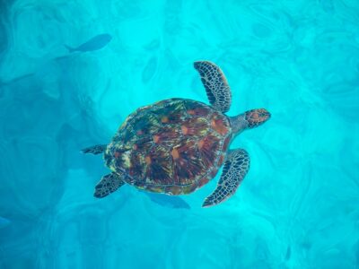 シミラン諸島ツアー