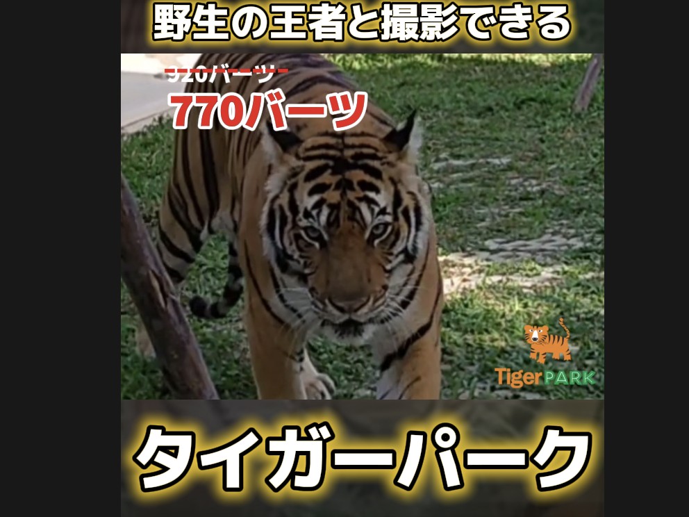 タイガーパーク プーケット のチケット 割引料金（格安）にて案内中